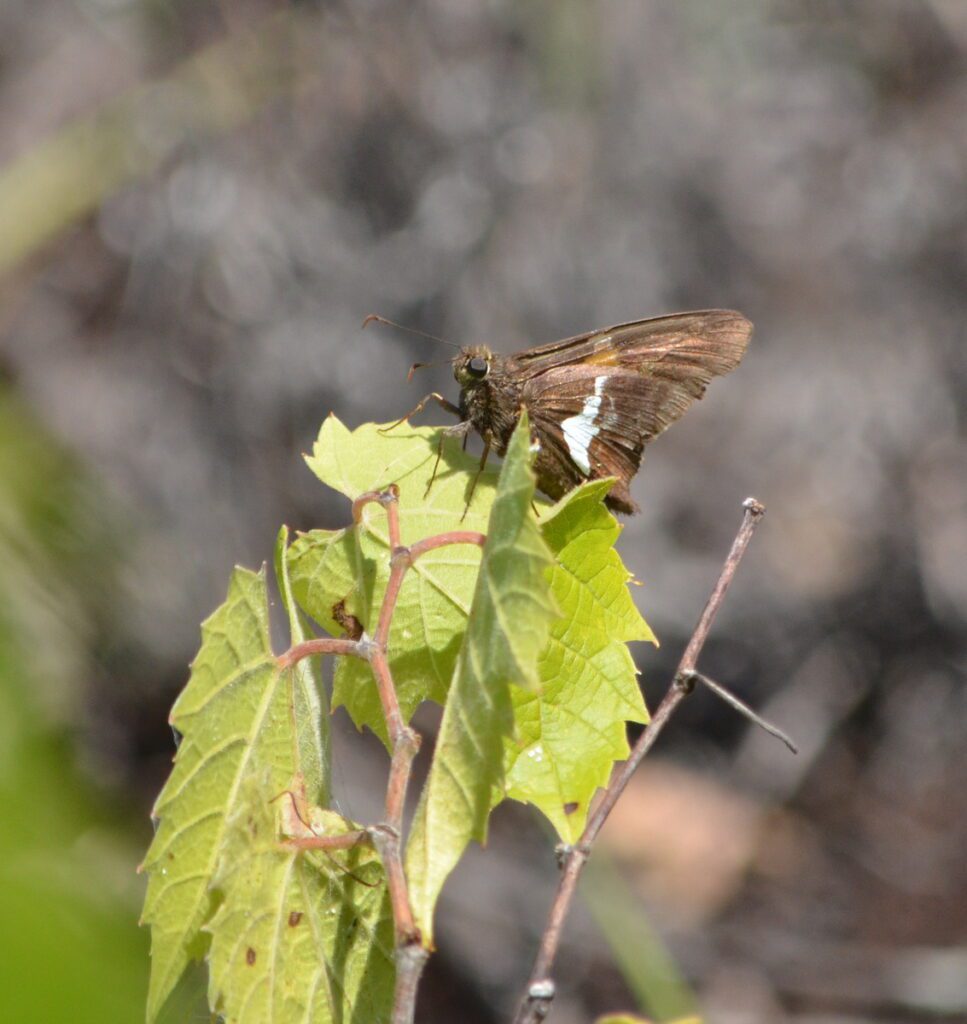 image of a silver-spotted skipper, dunes trail, sandbanks provincial park, ontario