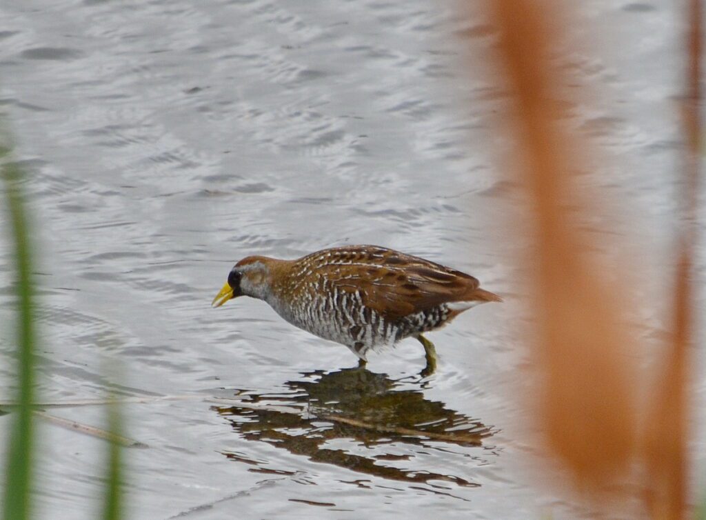 image of a sora, hawarden, saskatchewan 