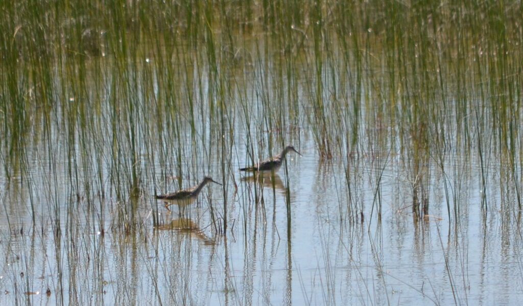 image of yellowlegs shorebirds in a panne, dunes trail, sandbanks provincial park, ontario 
