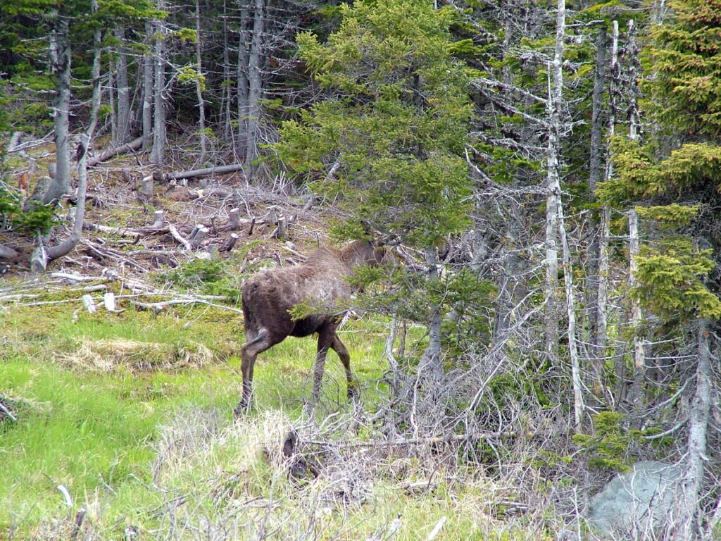 image of a cow moose on camel's back trail, camel island, newfoundland