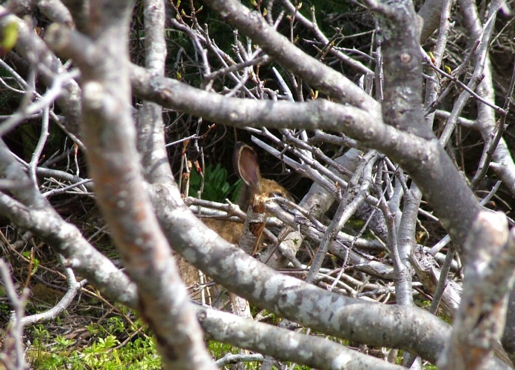 image of a rabbit along camel's back trail, camel island, newfoundland