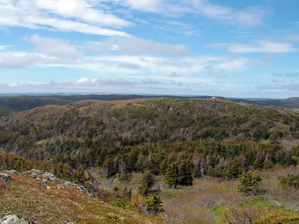 image of forest along camel's back trail, camel island, newfoundland