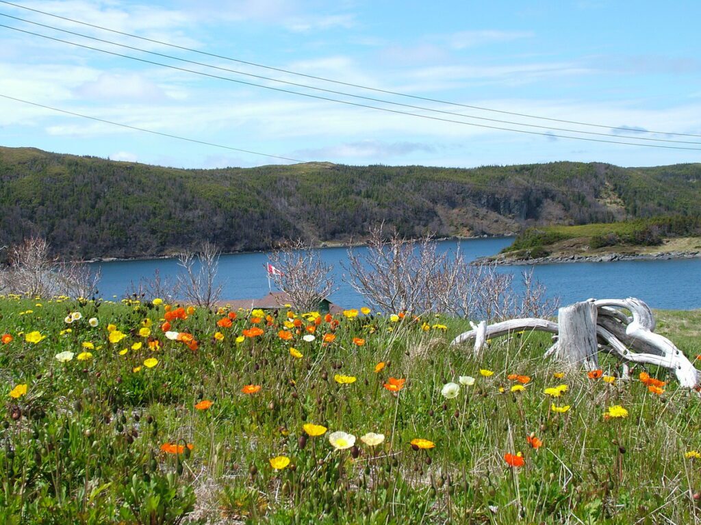 image of iceland poppies framing an ocean view, camel's back trail, camel island, newfoundland