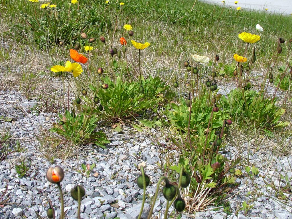 image of iceland poppies, camel's back trail, camel island, newfoundland