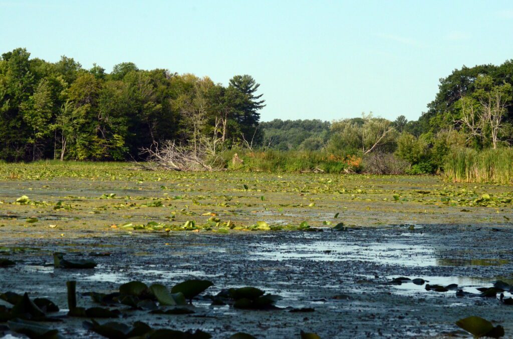 image of black river choked with lily pads, black river, prince edward county, ontario
