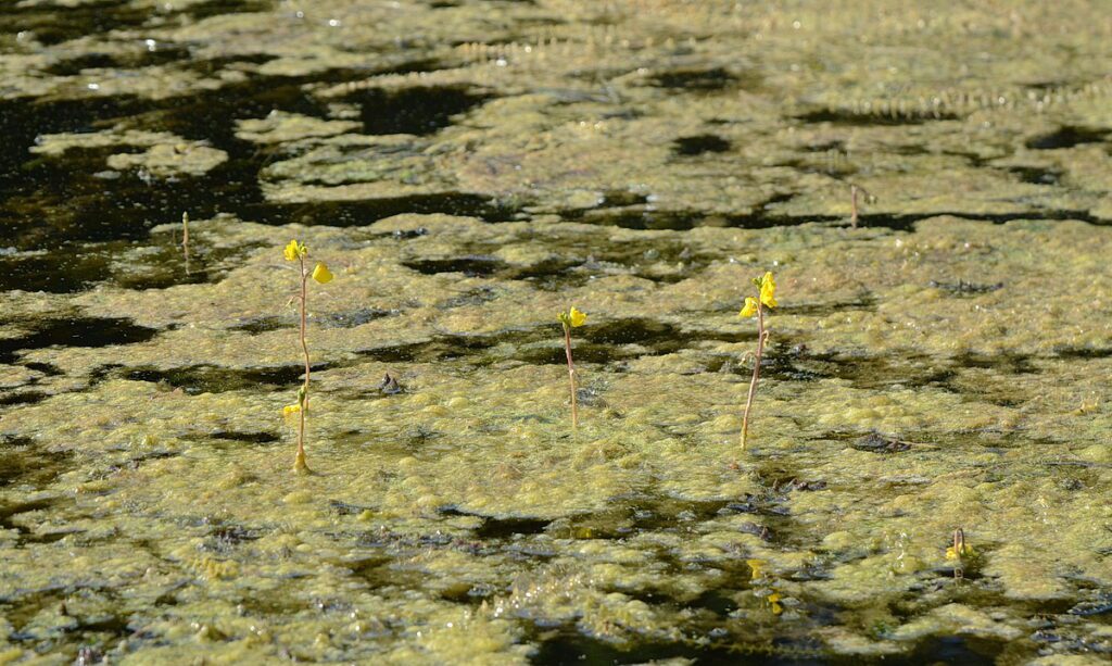 image of common bladderwort, black river, prince edward county, ontario