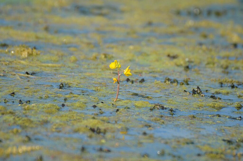image of common bladderwort flowers, black river, prince edward county, ontario