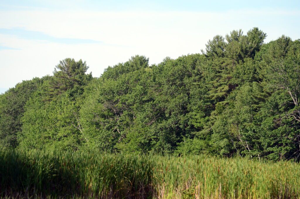 image of trees and bulrushes along black river, prince edward county, ontario