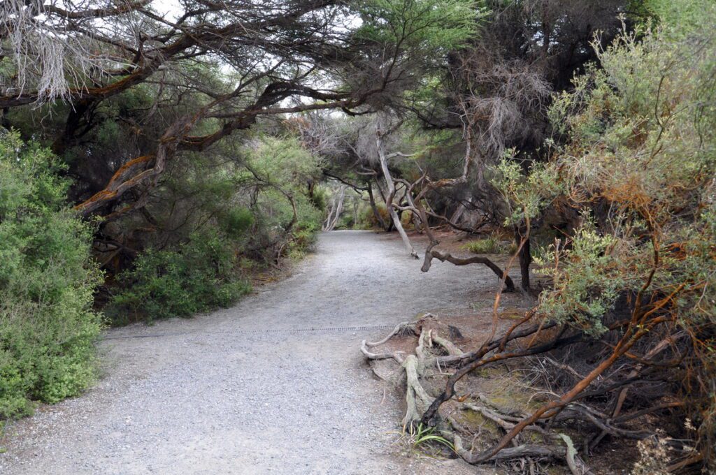 image of woodland trail, wai-o-tapu thermal wonderland, new zealand