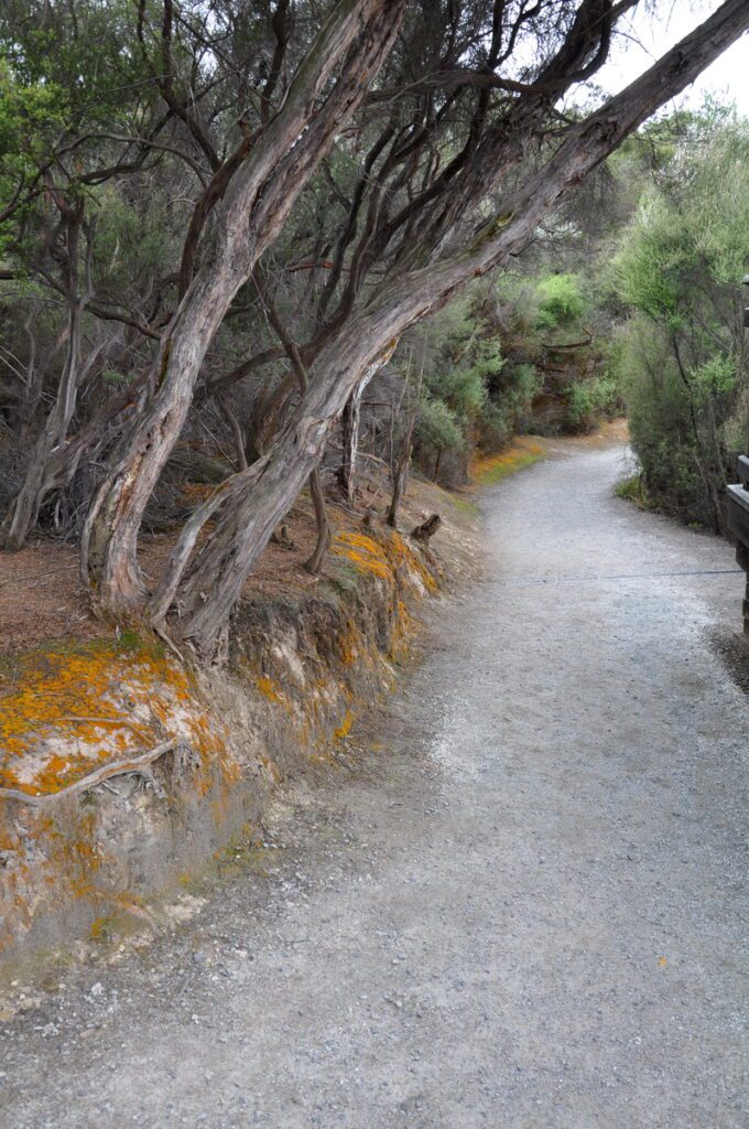 image of trees along a woodland trail, wai-o-tapu thermal wonderland, new zealand