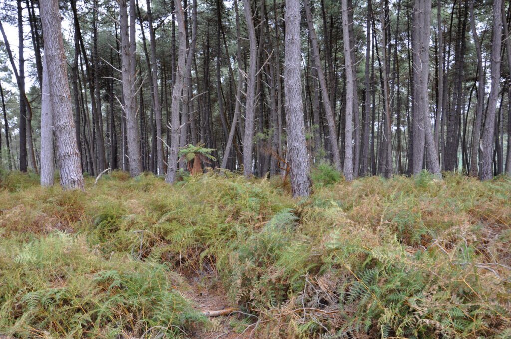image of forest and ferns along the sacred track, wai-o-tapu thermal wonderland, new zealand