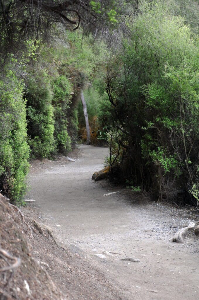 image of wooded trail, wai-o-tapu thermal wonderland, new zealand
