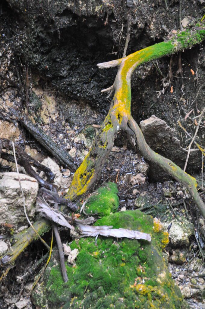 image of sulfurous plants, wai-o-tapu thermal wonderland, new zealand