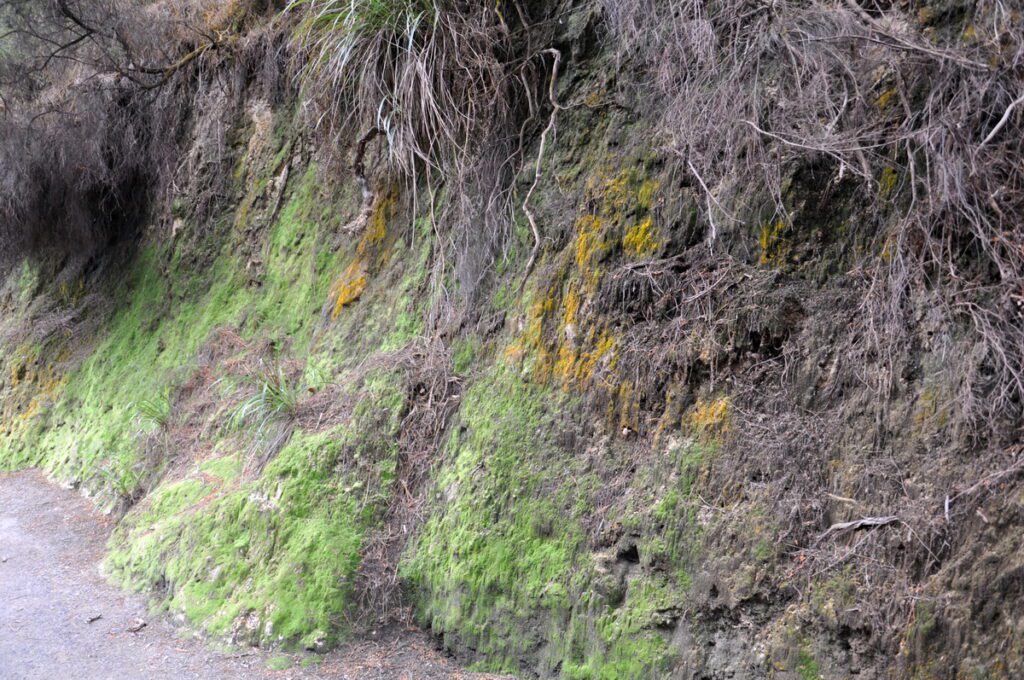 image of sulfurous vegetation, wai-o-tapu thermal wonderland, new zealand