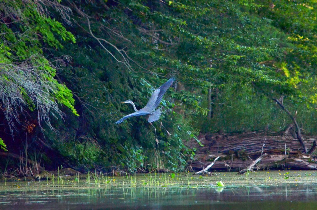 image of a great blue heron, black river, prince edward county, ontario