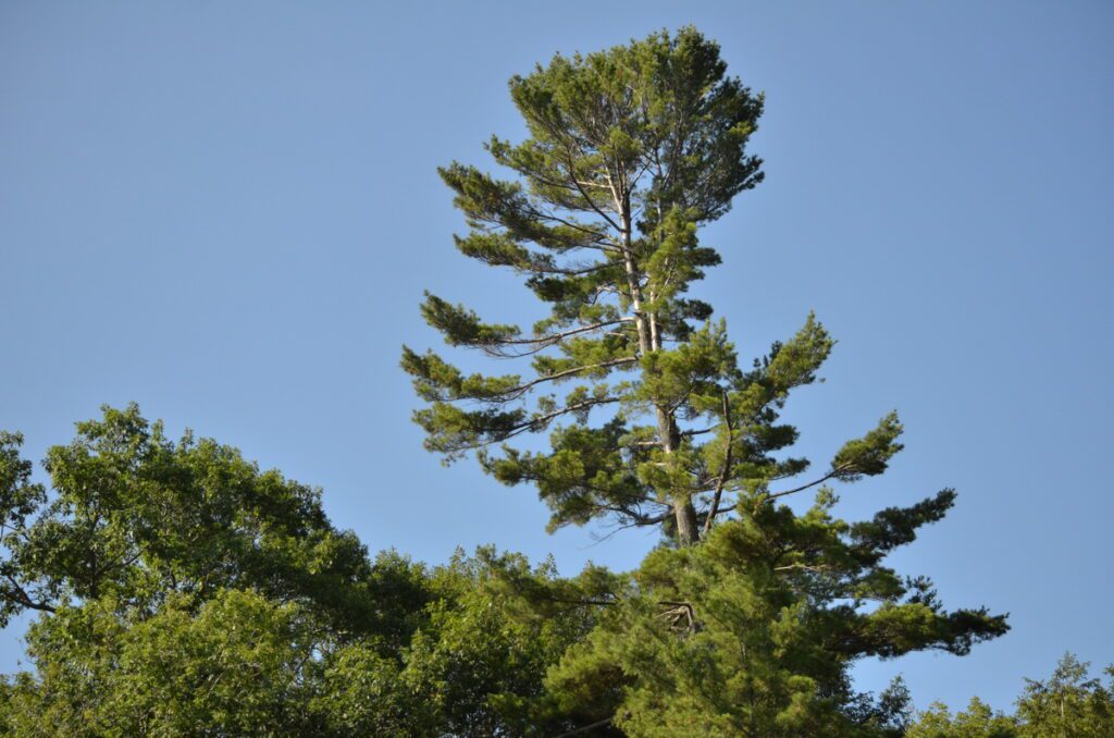 image of a tall pine tree along black river, prince edward county, ontario