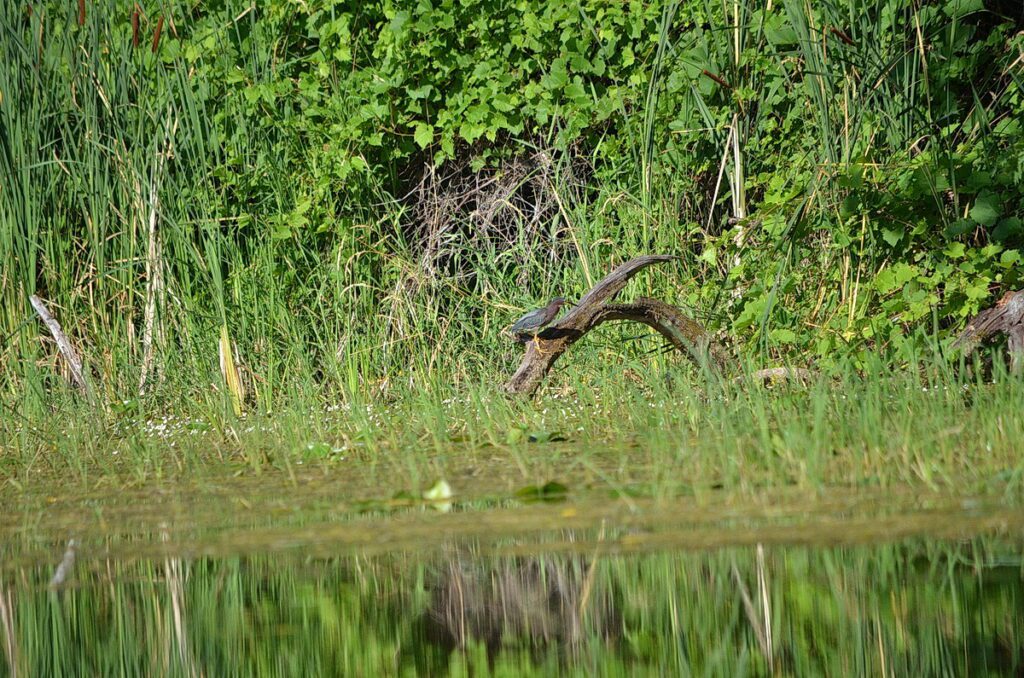 image of a green heron, black river, prince edward county, ontario