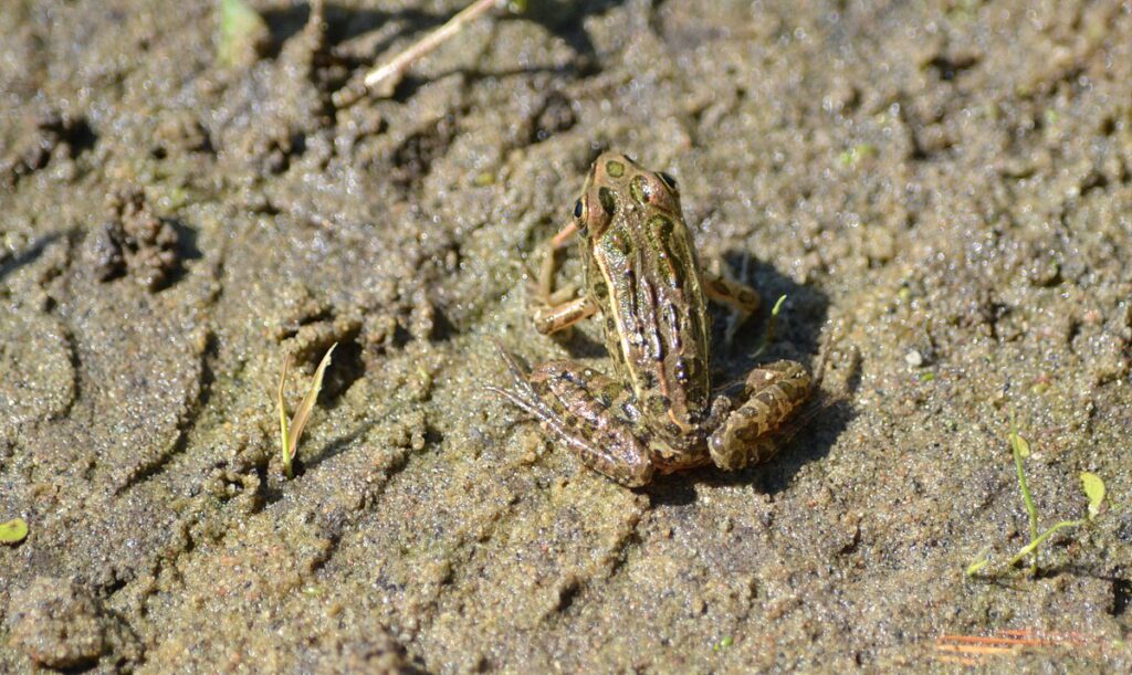 image of a frog, black river, prince edward county, ontario