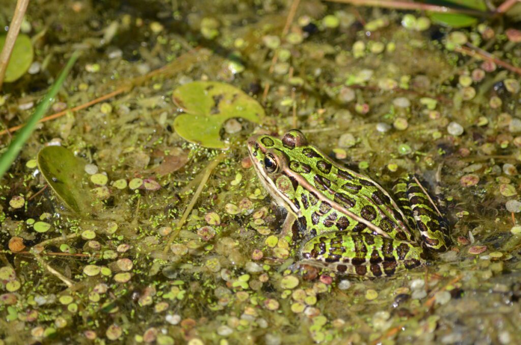 image of a frog, black river, prince edward county, ontario