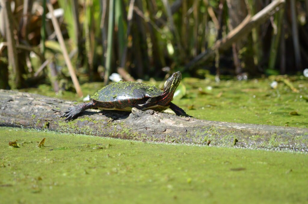 image of a midland painted turtle, black river, prince edward county, ontario