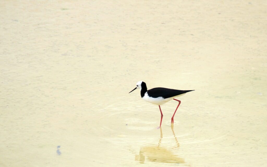 image of a pied stilt, artist's palette, wai-o-tapu thermal wonderland, new zealand