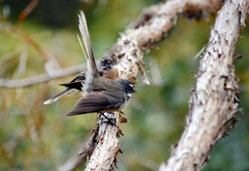 image of new zealand fantails, lake ngakoro, wai-o-tapu thermal wonderland, new zealand