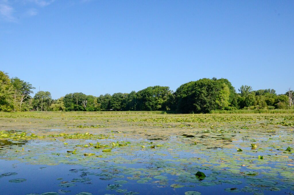 image of lily pads, black river, prince edward county, ontario