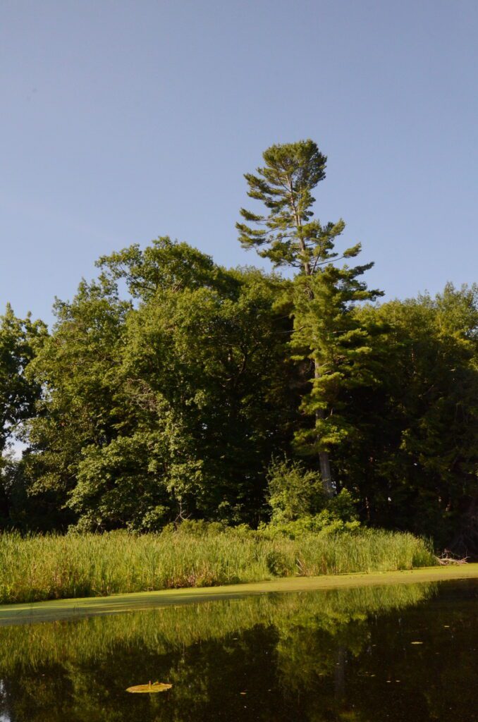 image of trees along black river, prince edward county, ontario