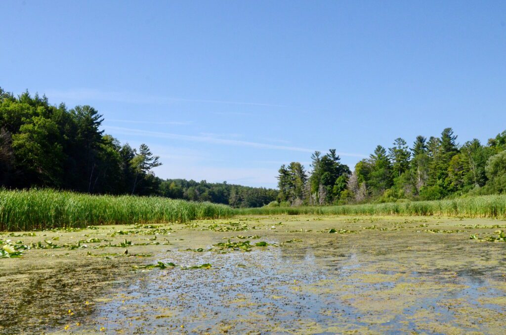 image of overgrown aquatic plants, black river, prince edward county, ontario