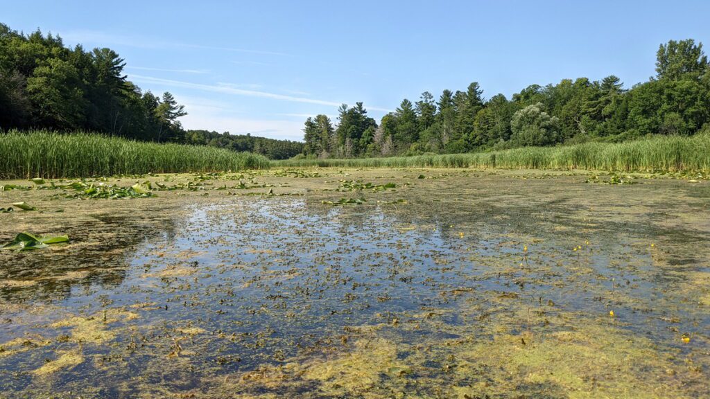 image of vegetation clogging black river, prince edward county, ontario
