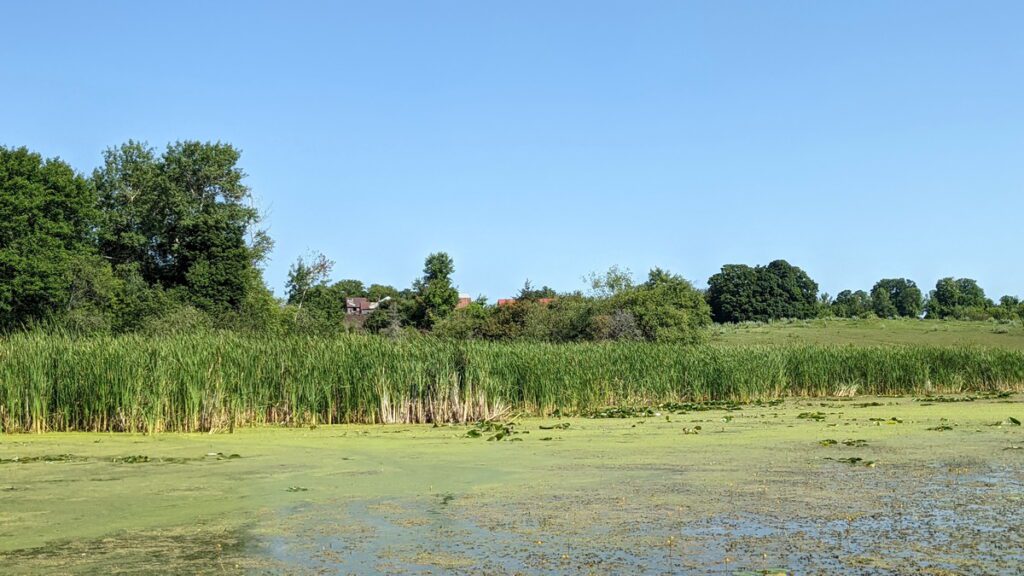 image of bulrushes and farm, black river, prince edward county, ontario