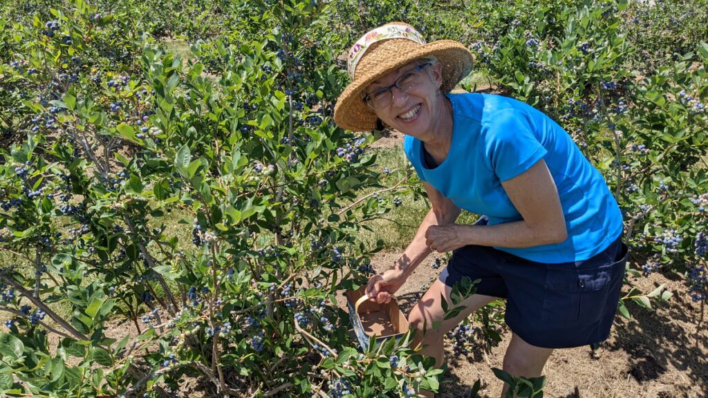 image of jean picking blueberries, prince edward county, ontario