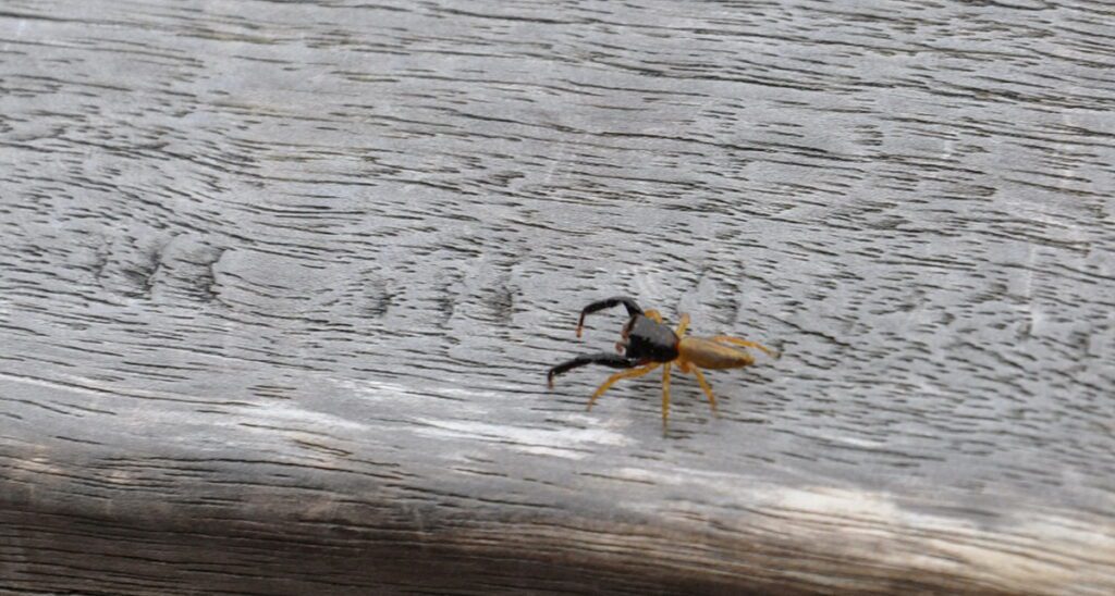 image of a black-headed jumping spider, wai-o-tapu thermal wonderland, new zealand