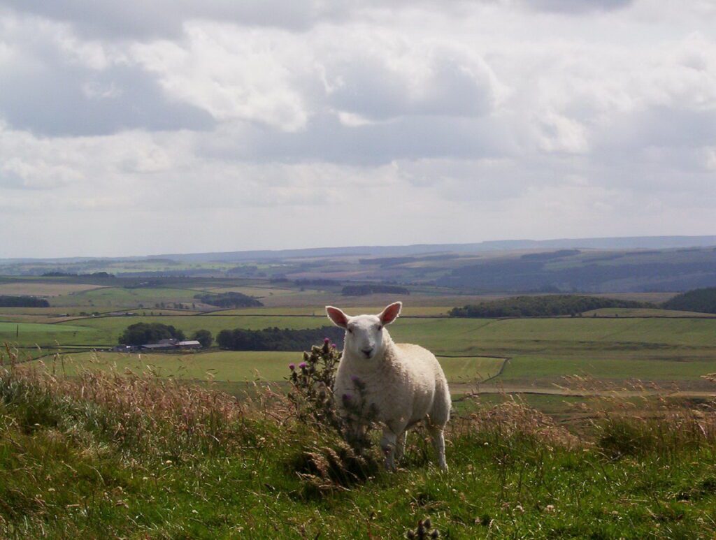 image of a sheep and rolling countryside, cotswolds, england