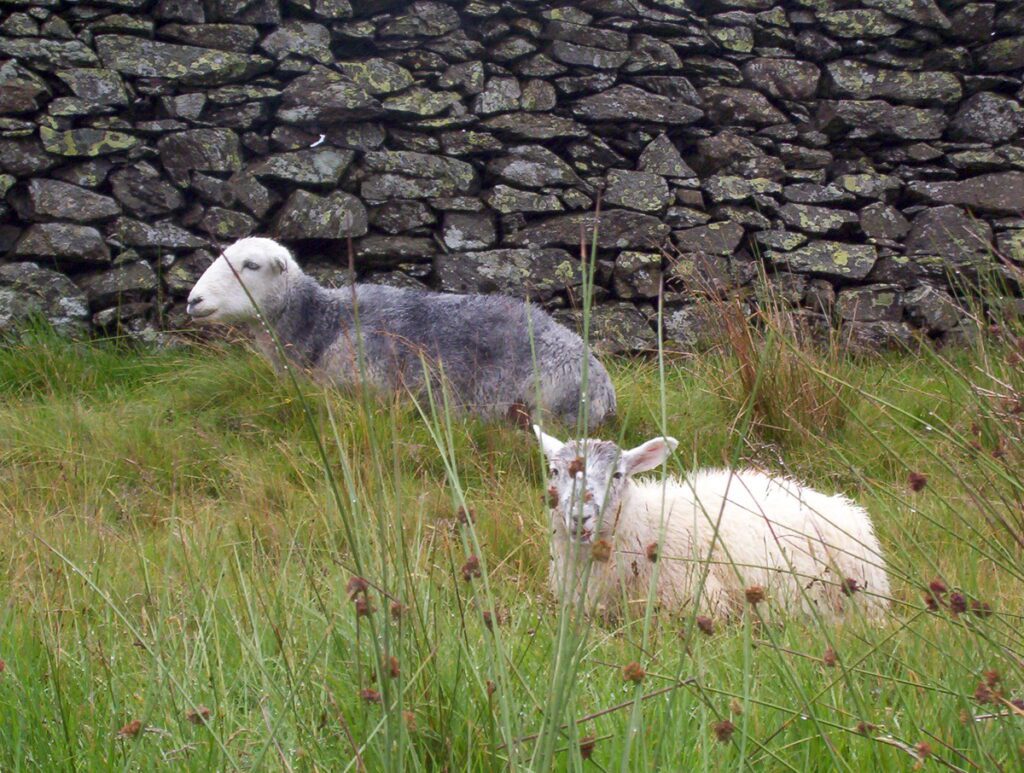 image of sheep, cotswolds, england