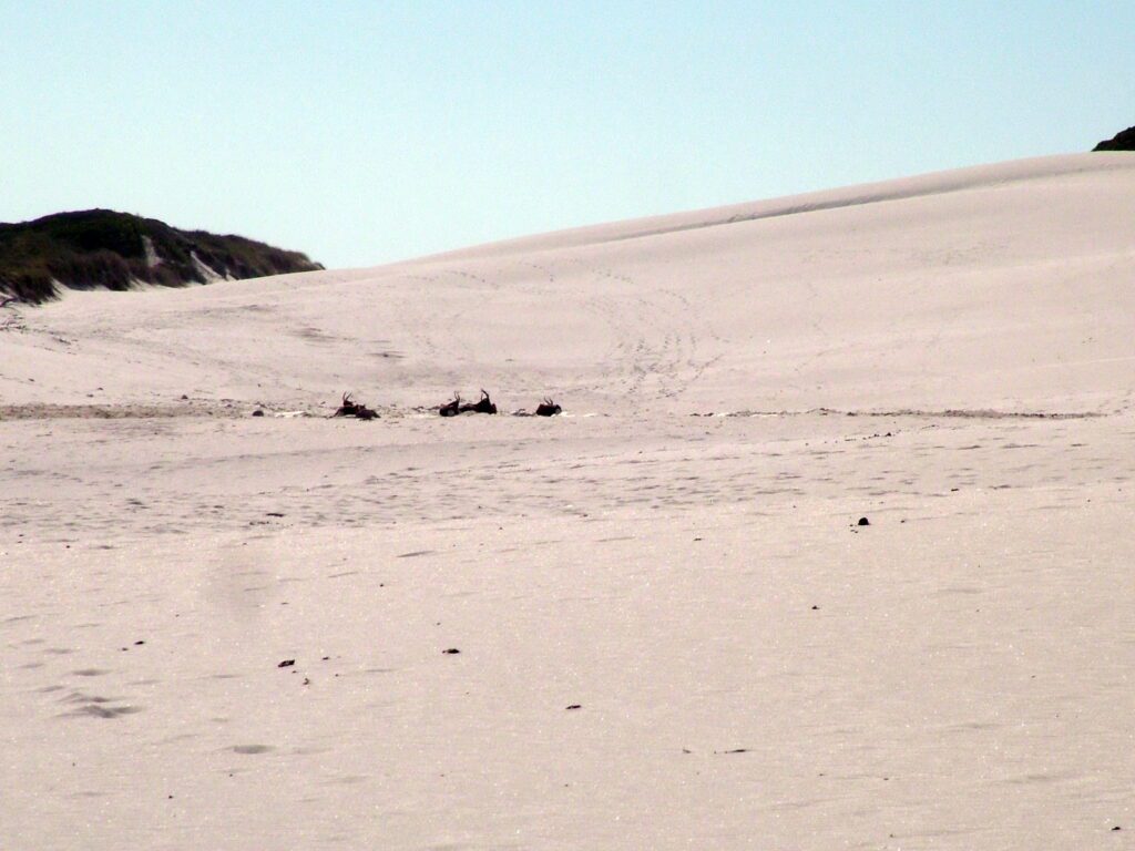 an image of bontebok among the sand dunes, platboom beach, south africa 