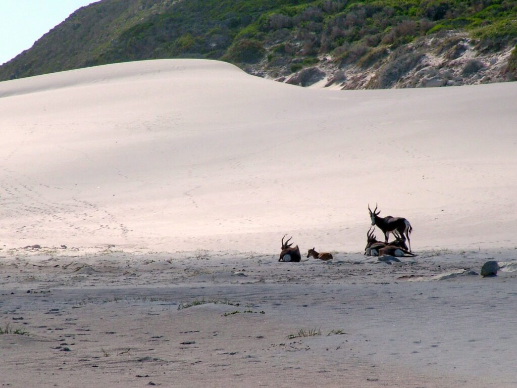 an image of bonteboks among the sand dunes, platboom beach, south africa 