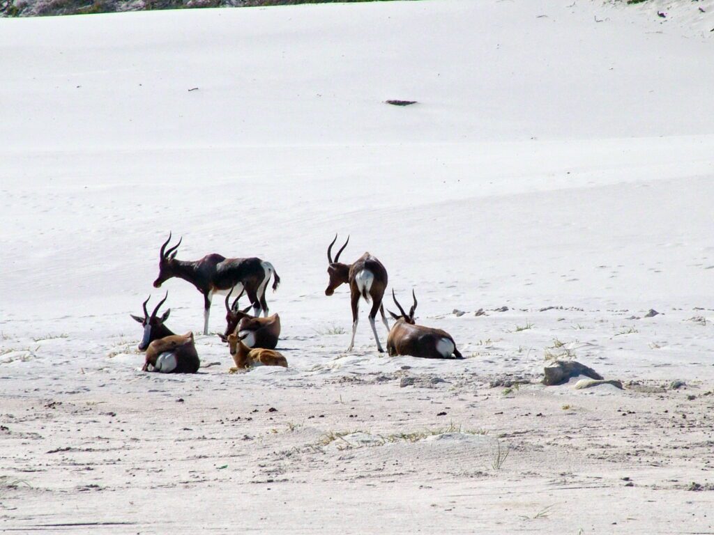 an image of bonteboks among the sand dunes, platboom beach, south africa 