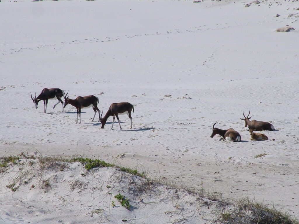 an image of bonteboks among the sand dunes, platboom beach, south africa 