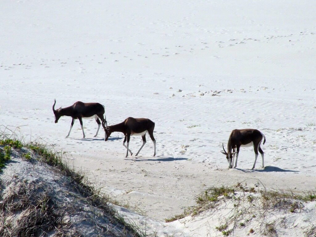 an image of bonteboks among the sand dunes, platboom beach, south africa 