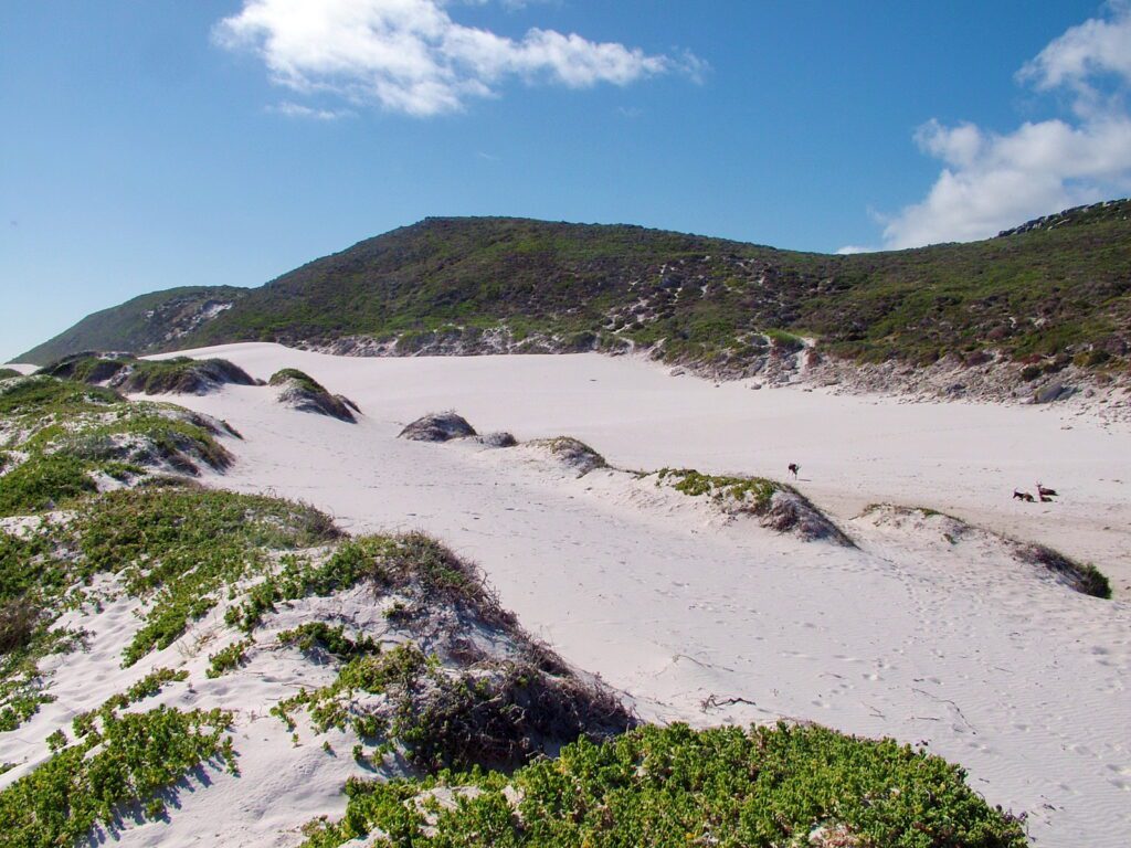 an image of bontebok among the sand dunes, platboom beach, south africa 