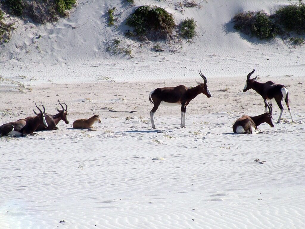 image of bonteboks with calf among the sand dunes, platboom beach, south africa