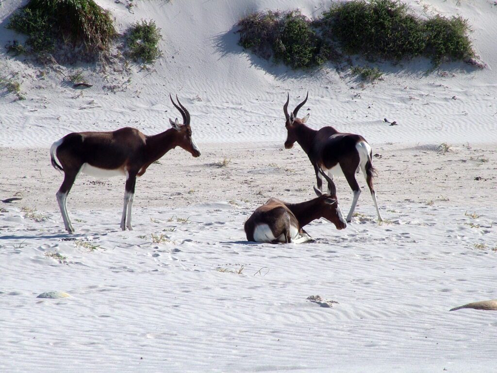 image of 3 bonteboks on the sand dunes, Platboom Beach, South Africa