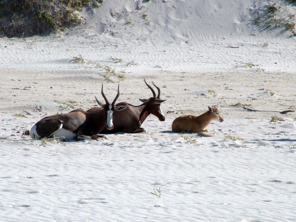 an image of bonteboks among the sand dunes, platboom beach, south africa 