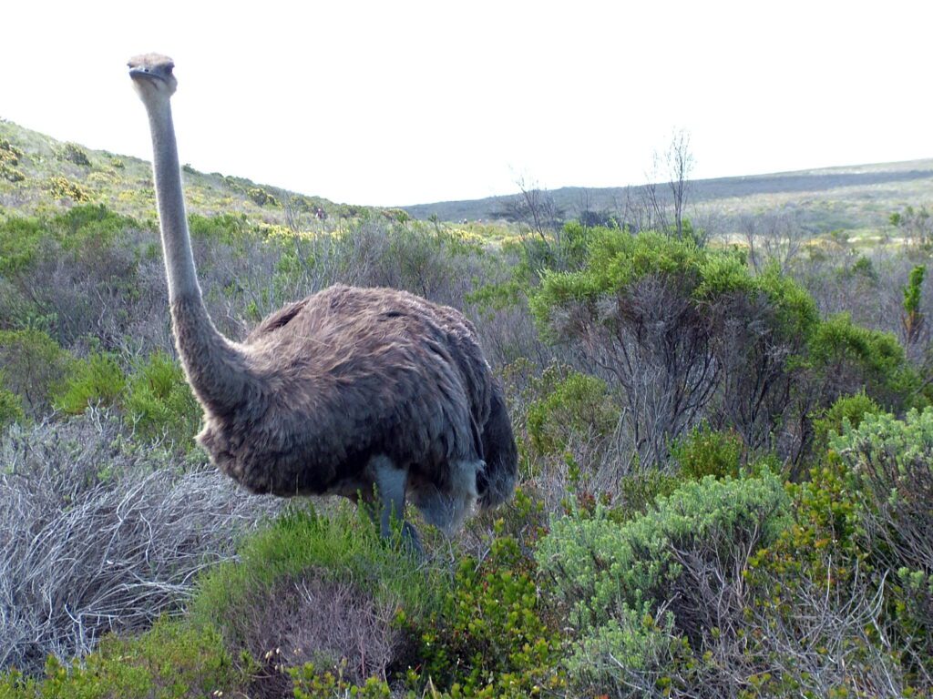 image of an ostrich, cape of good hope nature reserve, south africa