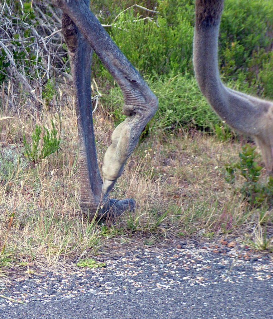 image of an ostrich's feet, cape of good hope nature reserve, south africa 