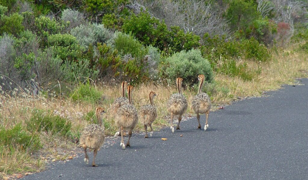 image of ostrich fledglings, cape of good hope nature reserve, south africa