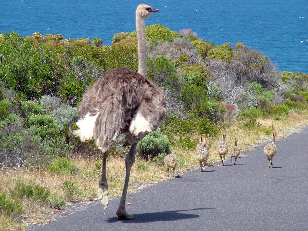 image of an ostrich with fledglings, cape point, cape of good hope nature reserve, south africa