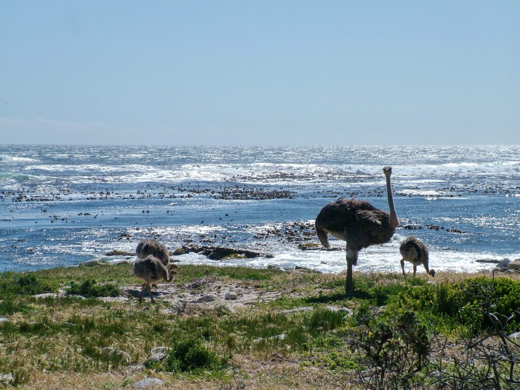 image of ostriches at cape point, cape of good hope nature reserve, south africa