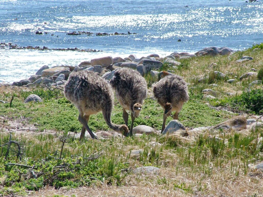 image of ostrich fledglings, cape point, cape of good hope nature reserve, south africa
